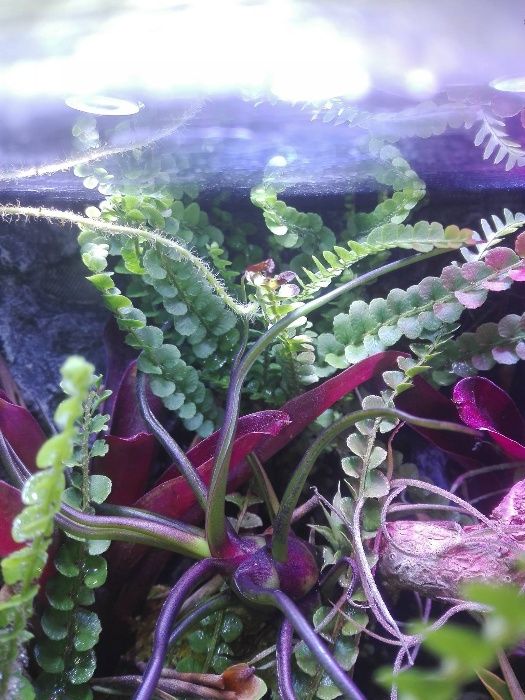 Rośliny do wiwarium terrarium paproć Asplenium spec. Panama