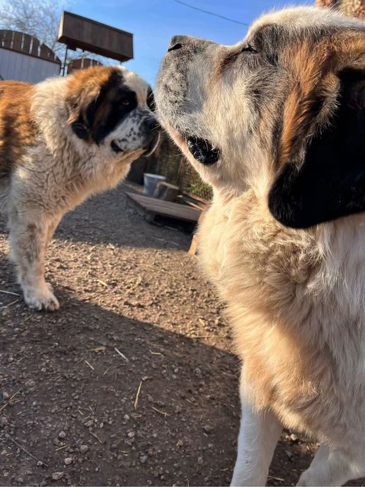 Щенки Московские стороживые