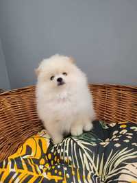 Color cream. Pomeranian