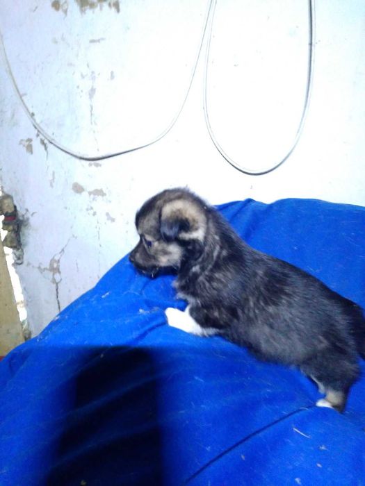 Предлагаются щенки