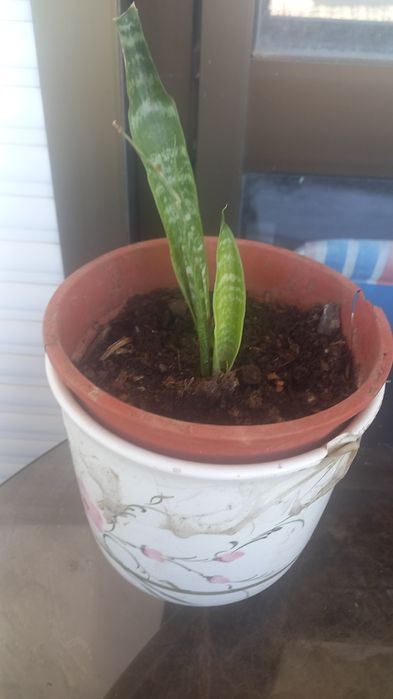 Plantas naturais interior e exterior