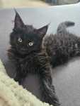 Maine coon kotki