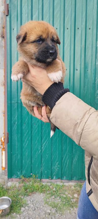 Продам цуценят поміст нім.вівчарки і алабая