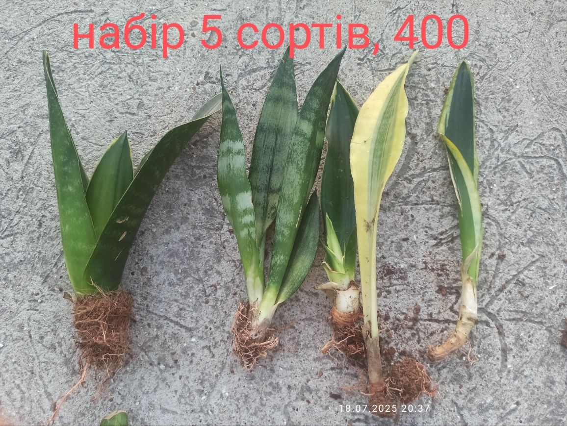 Сансевієрії, набори по бюджетній ціні