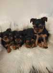 Yorkshire terrier