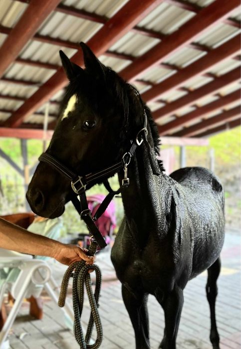 Obiecująca klacz do sportu