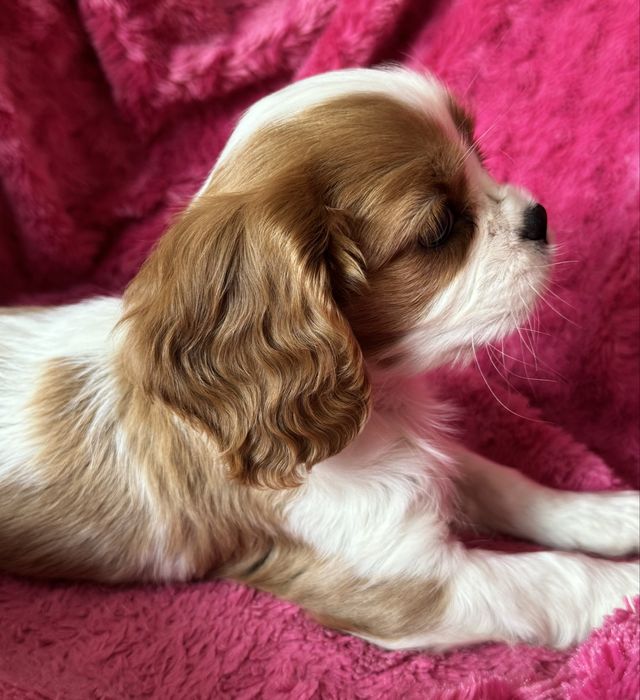 Sunia blenheim - Cavalier  King Charles Spaniel