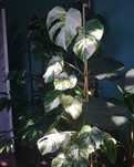 Monstera borsigiana variegata ( nie deliciosa)