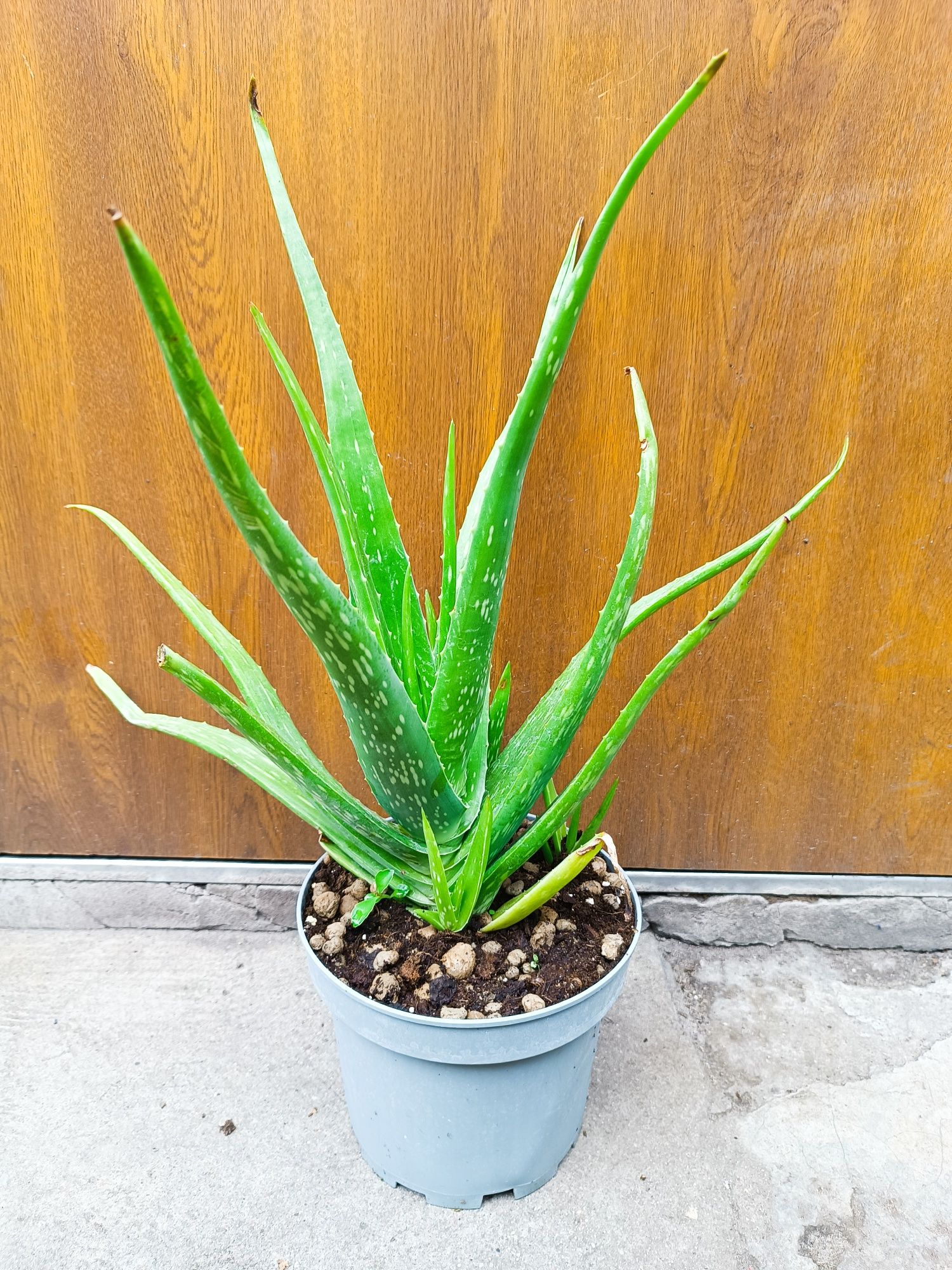 Aloe vera var. Chinesis 4 letni