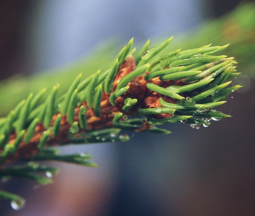 Canon EOS 7d mark ll