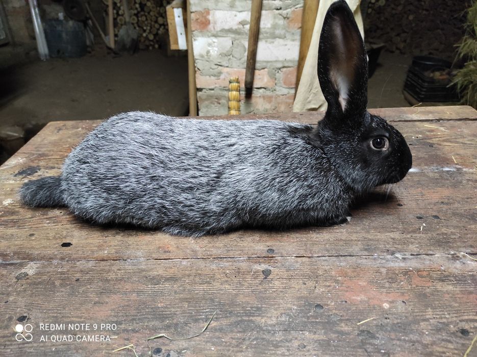 Кролі Полтавське срібло