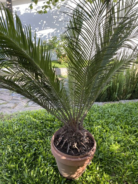 Planta Sika - estilo palmeira de cresimento lento