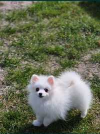 Szczeniak Pomeranian