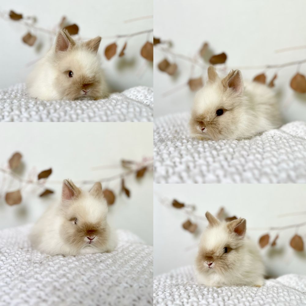 Króliczki rasy Mini Lop i Karzełek Teddy z zarejestrowanej hodowli