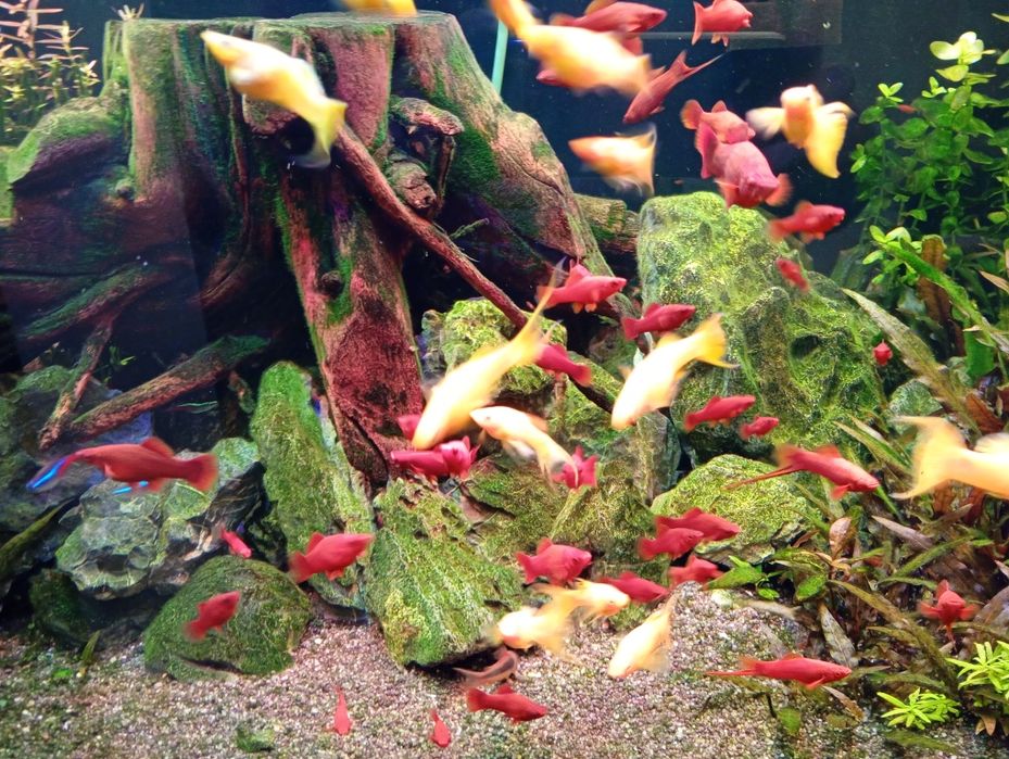 Mieczyki i molinezje