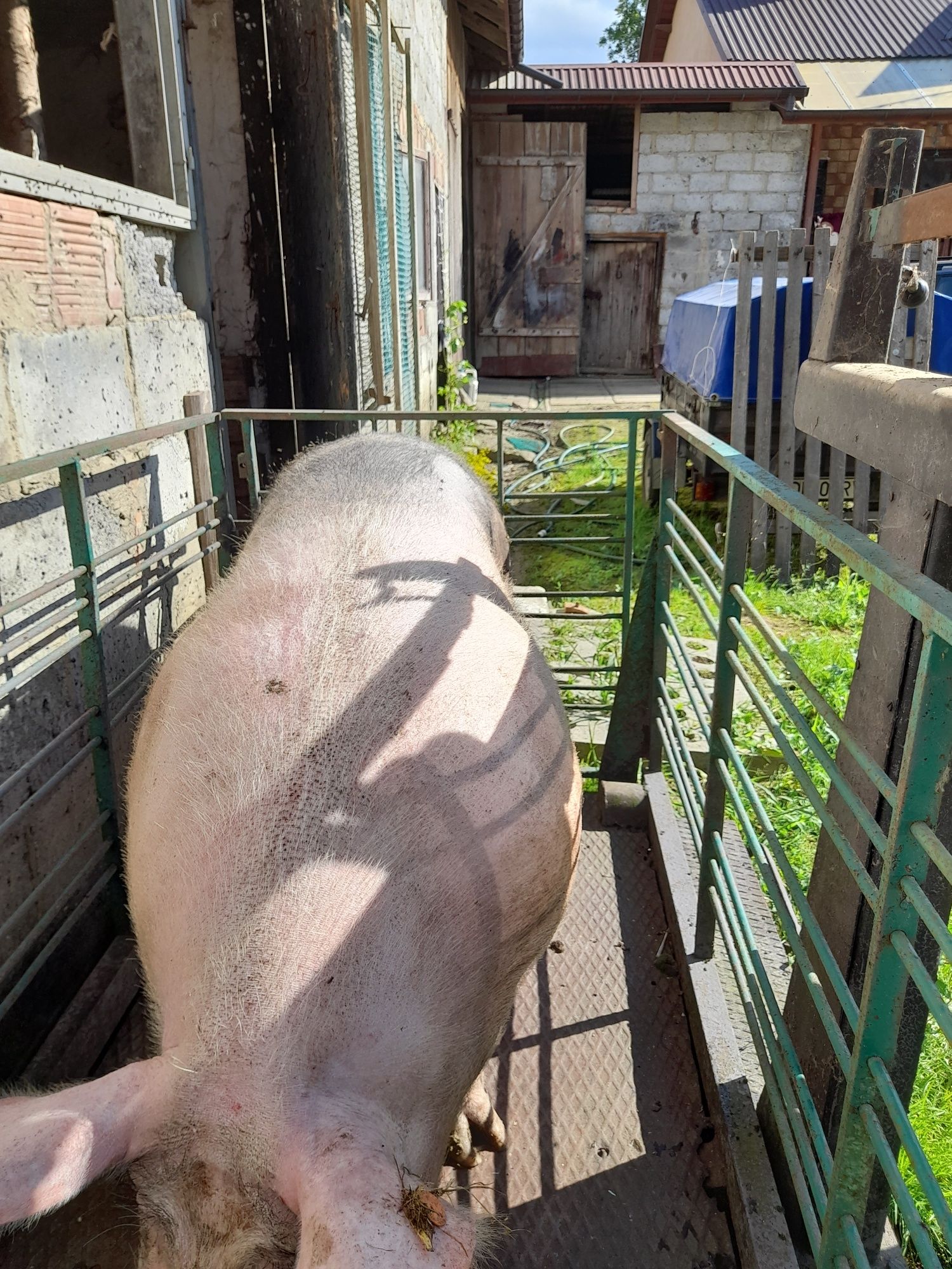 Sprzedam maciorę Rasy miesnej