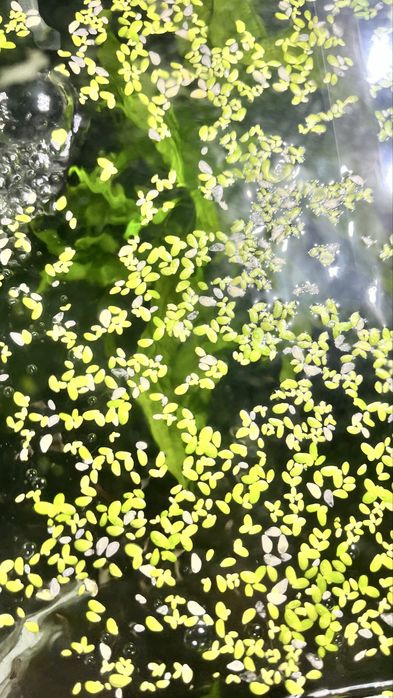 Plantas Flutuantes para aquario