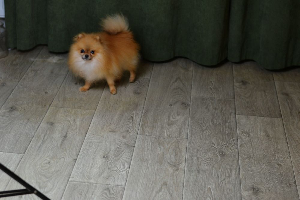 Пом .шпіц міні розміру