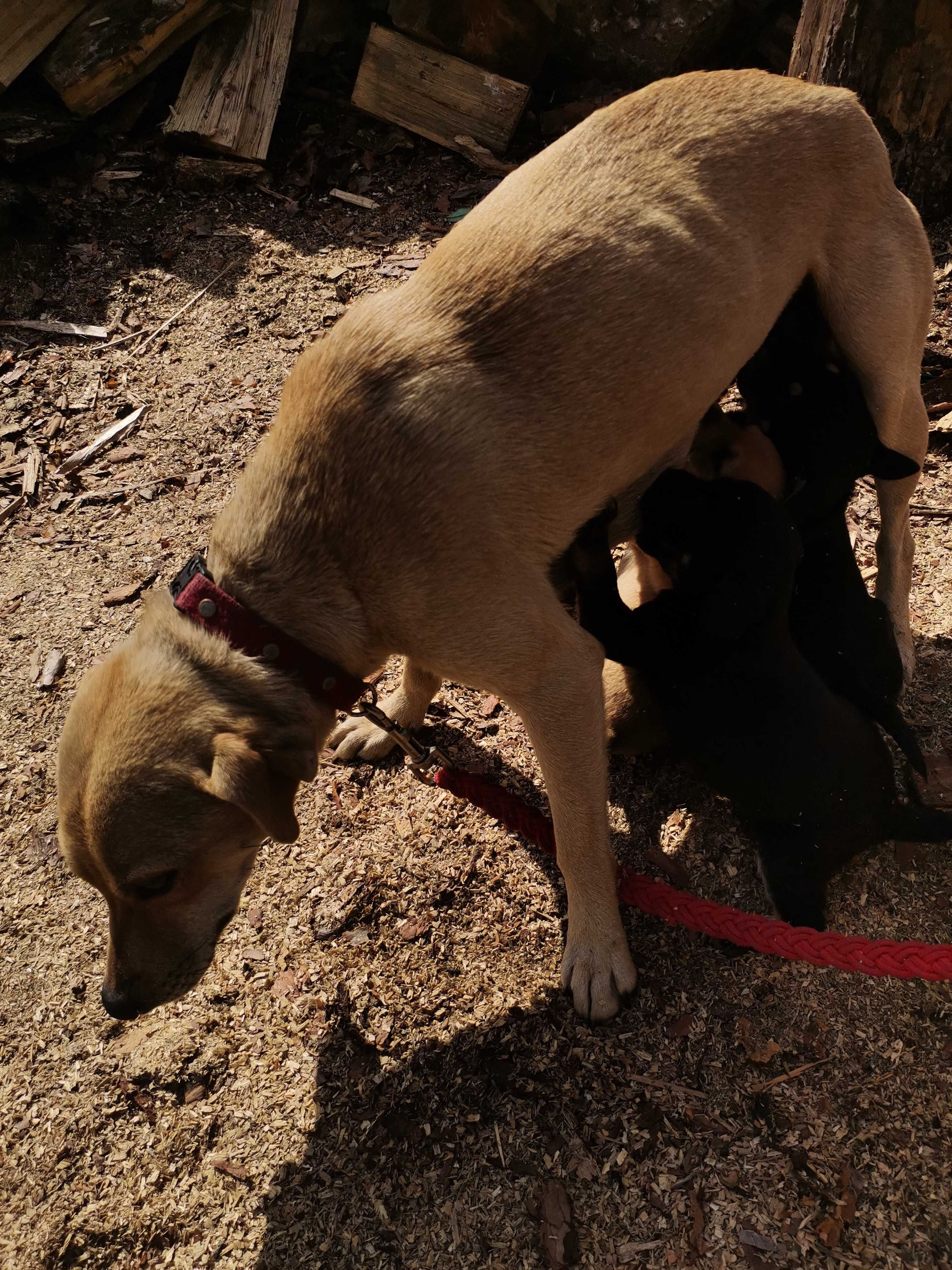 Pieski po labradorce mini do adopcji