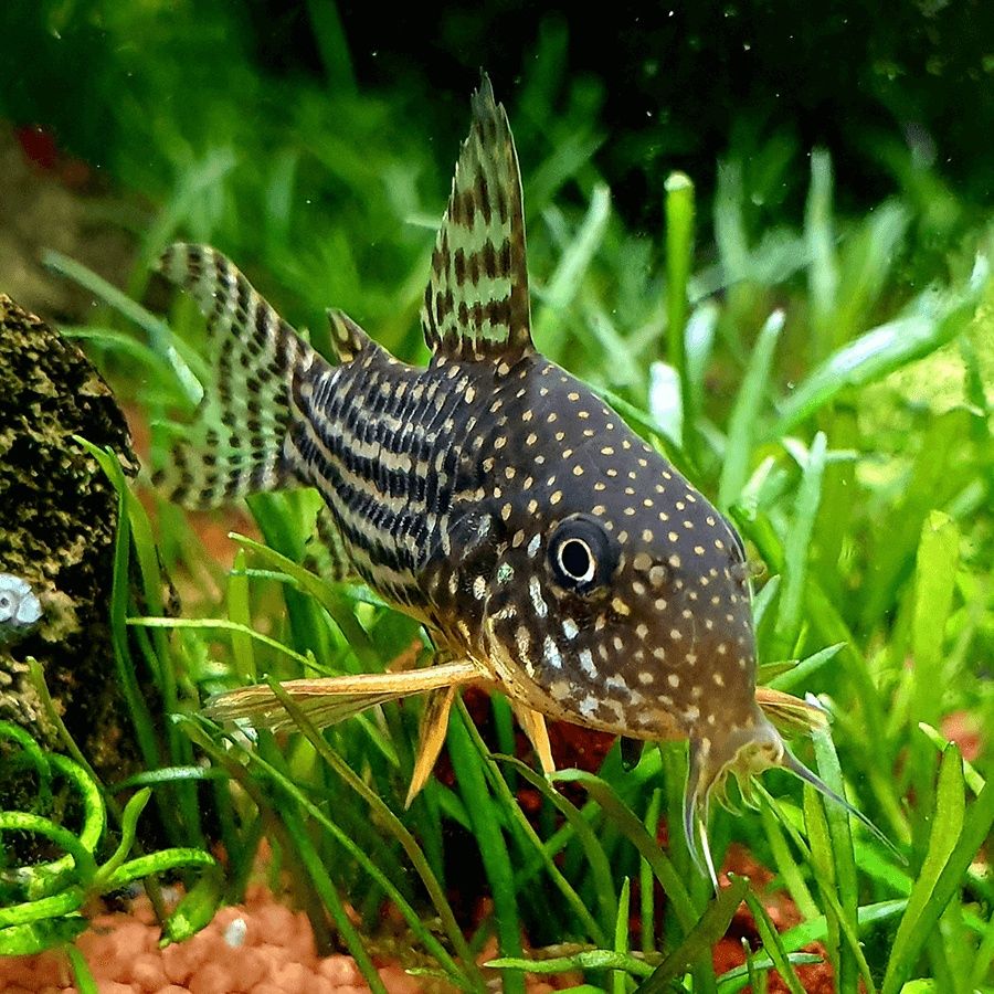 Kirys sterby - corydoras sterbai