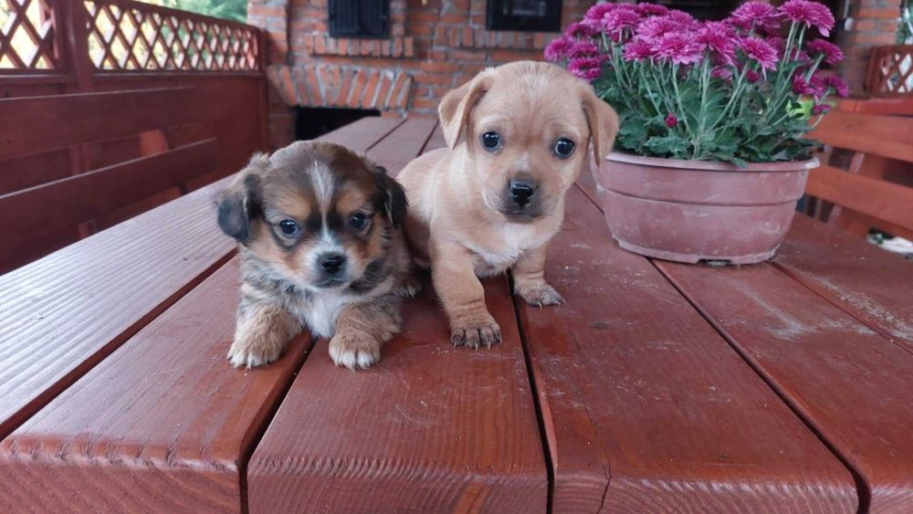 Szczeniaki szukają nowego domu będą małe