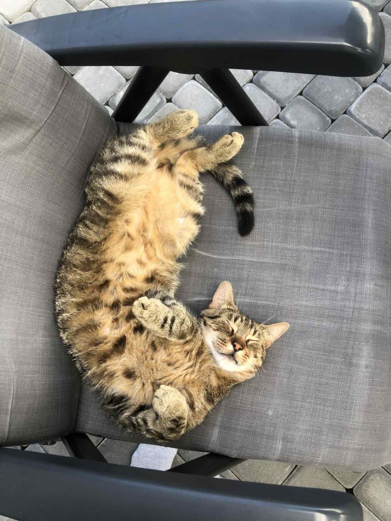 Dwuletni wykastrowany Borysek do adopcji
