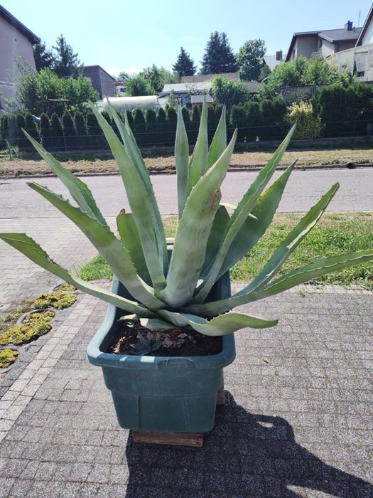 Agawa kaktus sprzedam