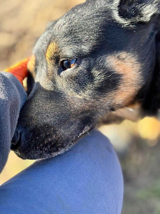 Muniek prawie owczarek niemiecki do dopcji