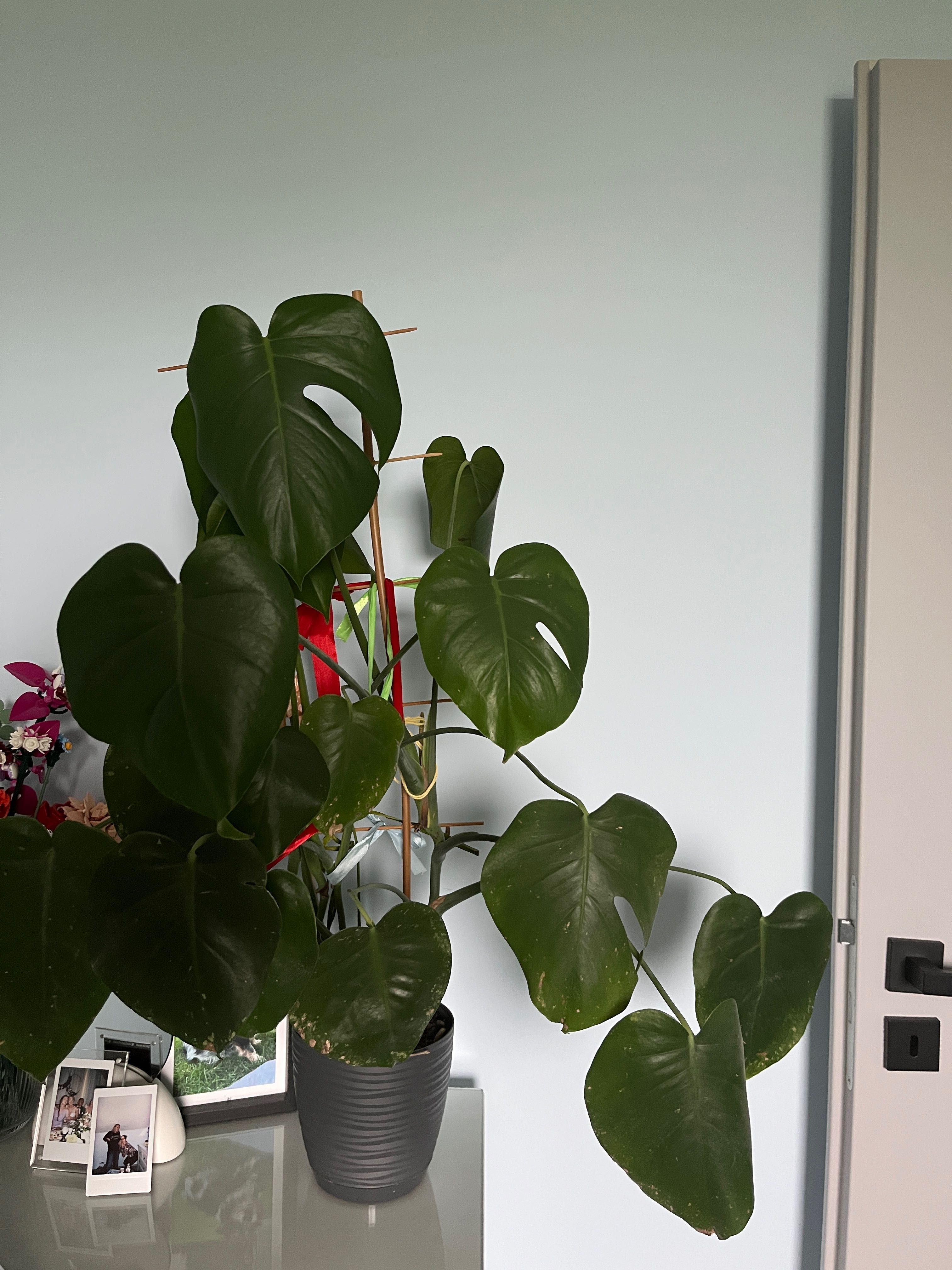 Monstera dziurawa