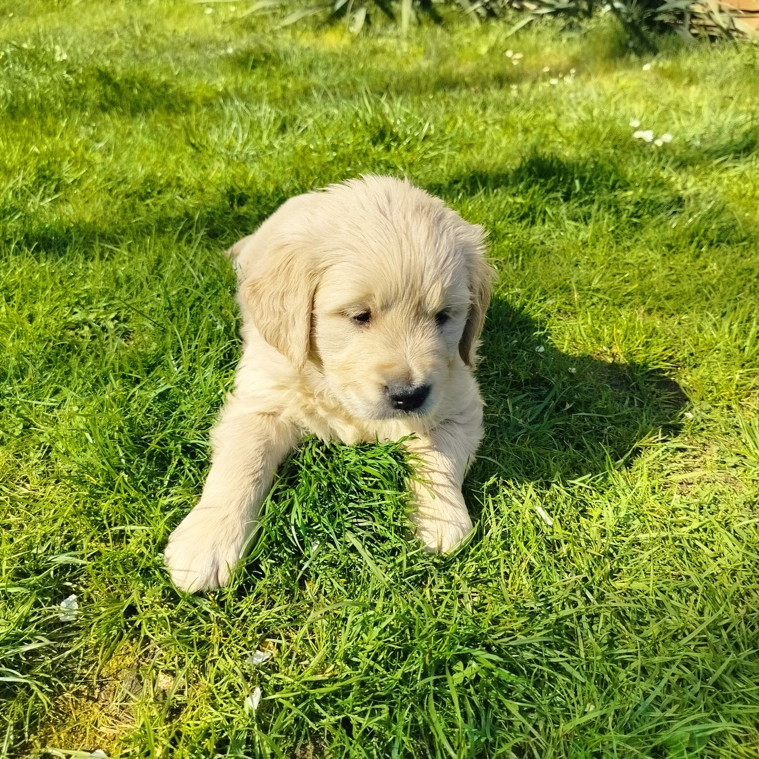 Golden Retriever