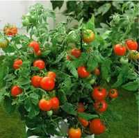семена ранних низкорослых помидор