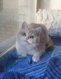 Британський котик ау 12 золотые котята голубое золото
