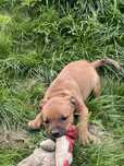Apbt american pit bull terrier