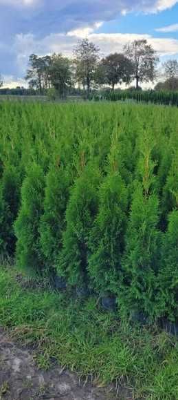 Продам тую смарагд в горщиках