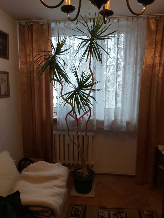 ładne drzewko Yucca