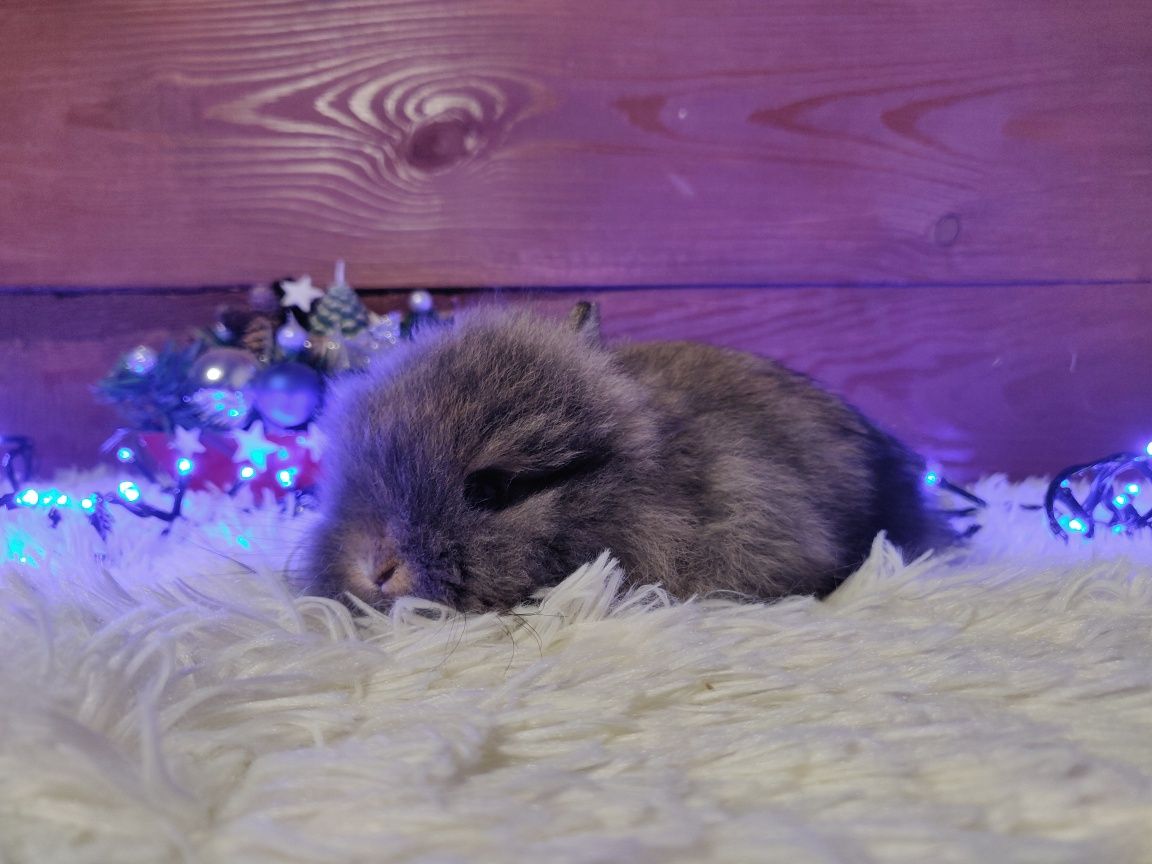 Króliczki Karzełki Teddy. Urocze maluszki do rezerwacji.
