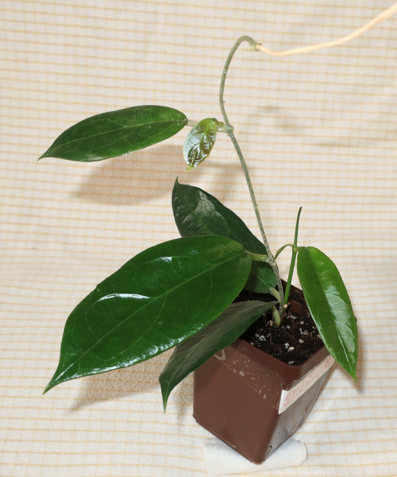 Хойя   sp UT-039 Flores Island hoya