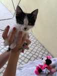 Gatinha para adotar