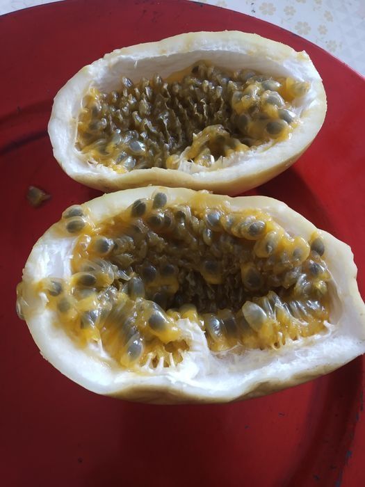 Plantas de maracujá  Melão
