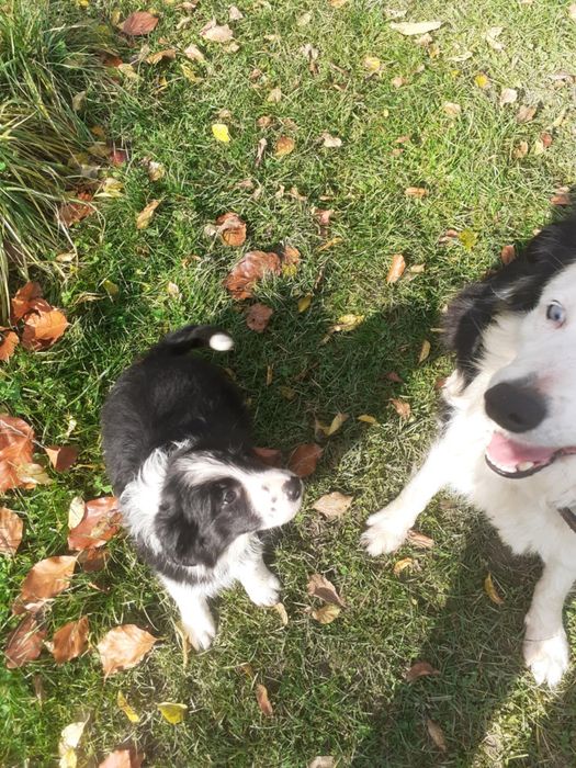 Suczka border collie
