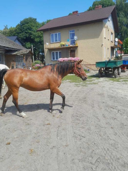 Sprzedam klacz małopolską