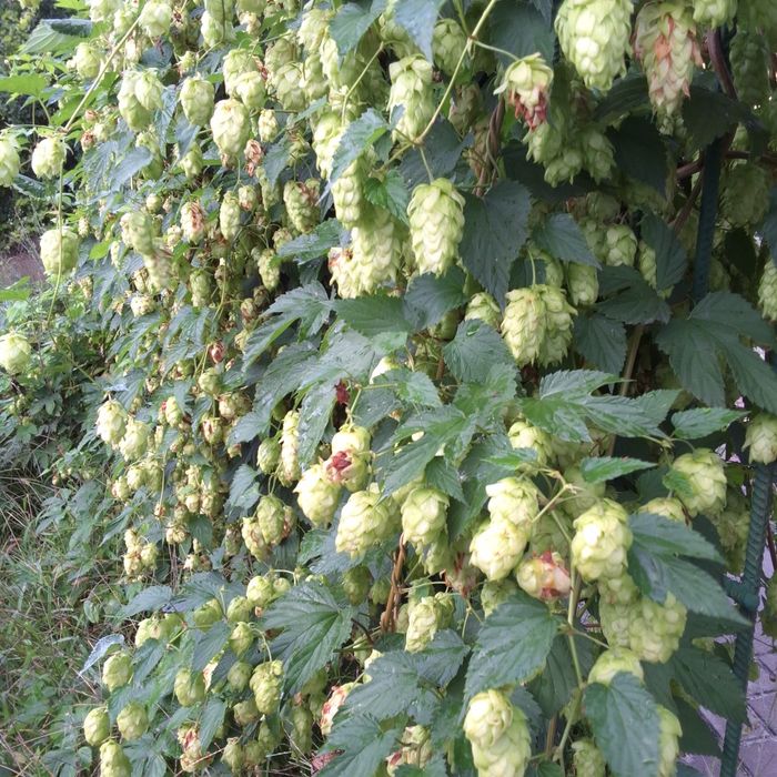 Хміль солодкий, медовий запах. Ціну пропонуйте