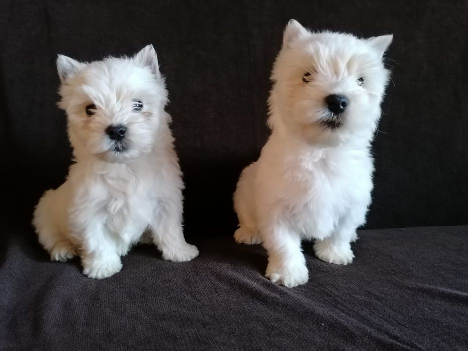 West highland white terrier