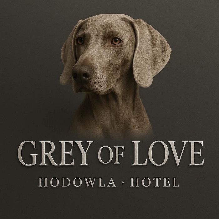 Szczeniak Wyżeł WEIMARSKI- Mikołajkowy odbiór