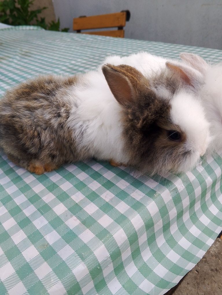 Króliczki miniaturki lewki
