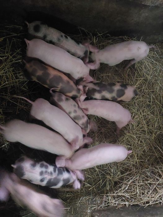 Продаються поросята