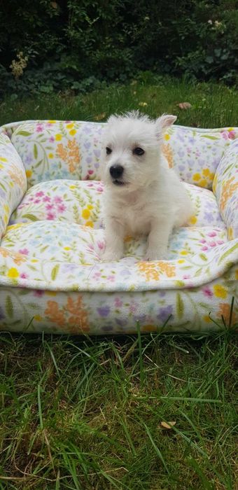 West Highland White Terrier  ZKWP po Championie SUCZKA FCI