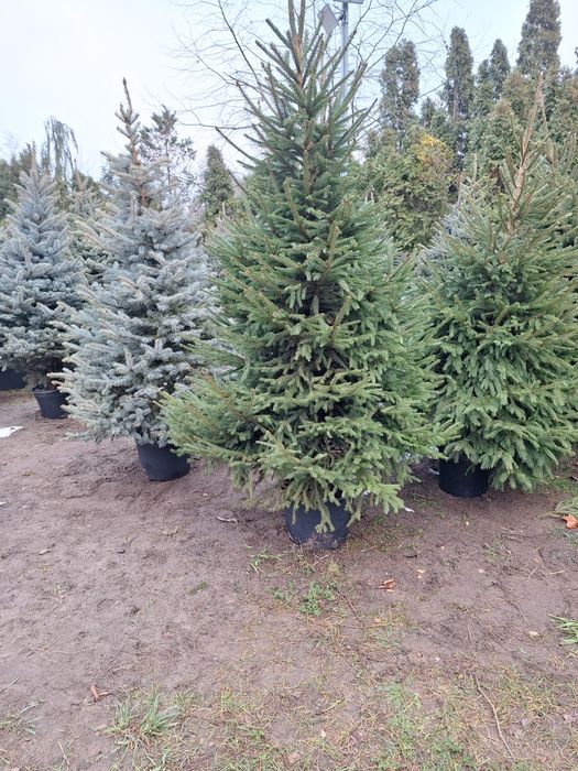 Choinki,świerk srebrny,pospolity,jodła