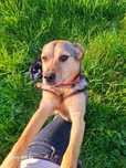 Do adopcji piesek