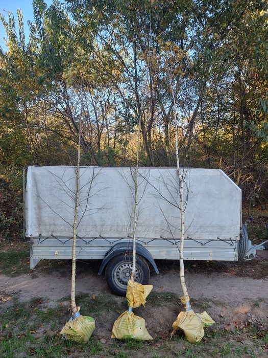 Brzoza grab sosna brodawkowata Betula pendula sadzonki drzewa 2m 3m 4m